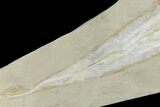 Large, Guitar Ray (Rhinobatos) Fossil - Lebanon #167804-1
